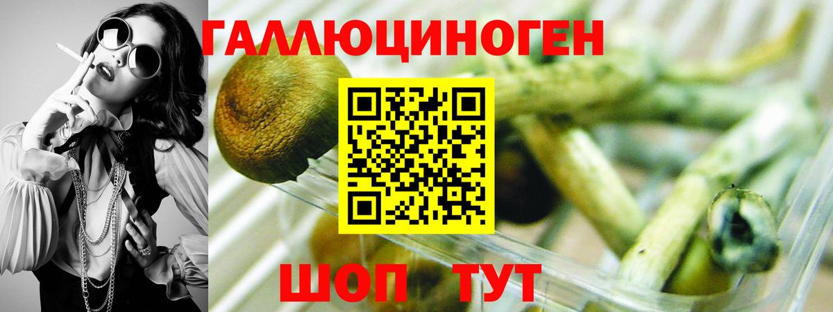 Галлюциногенные грибы Psilocybe Славянск-на-Кубани